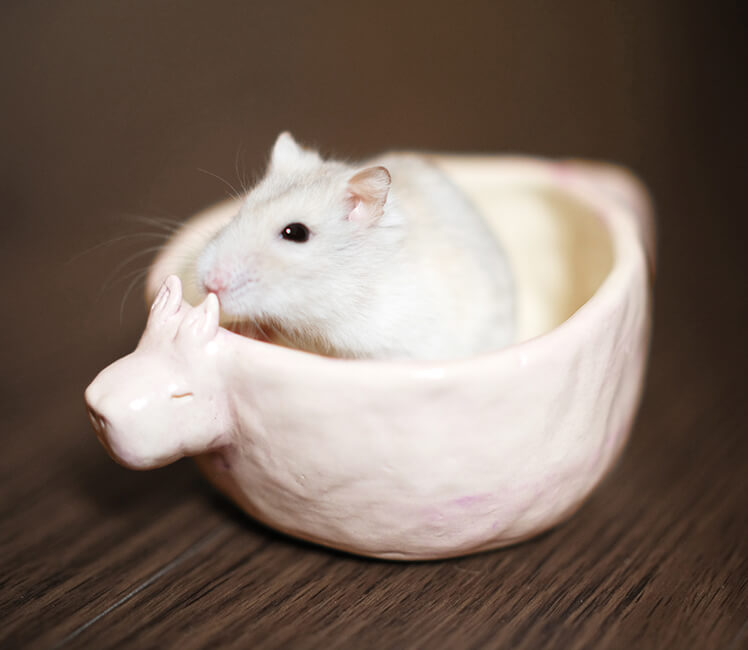<h4><i>capybara mug</i></h4>
					<h4><b>June 2022</b></h4>
					<h4>For my birthday party this year I decided to try doing pottery at home and then had it fired and then glazed at a local pottery studio.</h4>